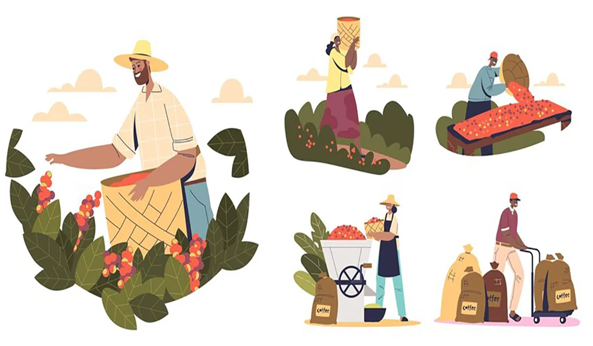 سفر قهوه از مزرعه تا فنجان