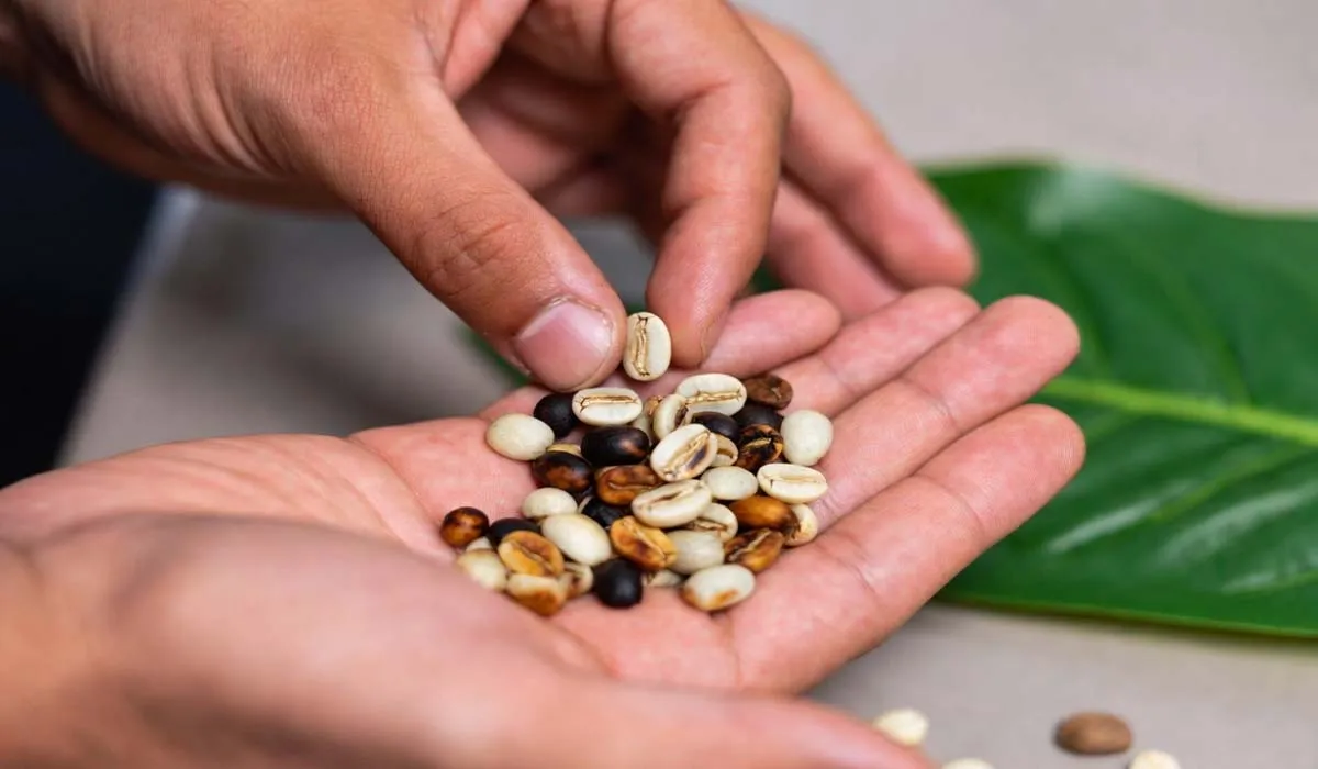 درجه بندی قهوه چیست؟